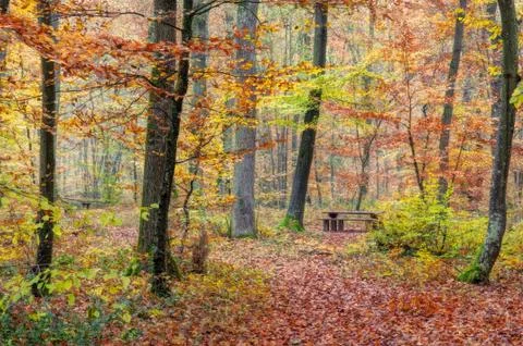 Autumn forest Stock Photos