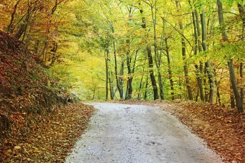 Autumn in the forest Stock Photos