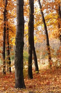 Autumn forest Stock Photos