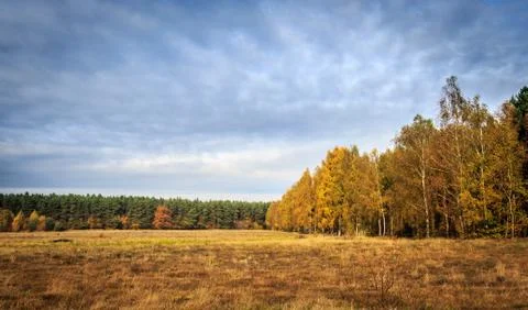 Autumn forest Stock Photos