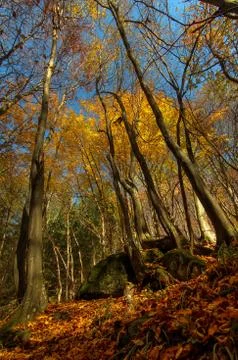 Autumn Forest Stock Photos