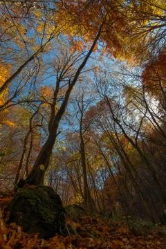 Autumn Forest 库存照片