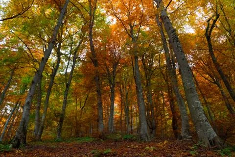 Autumn in forest Stock Photos