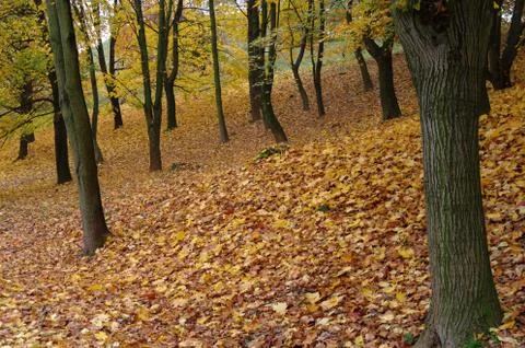Autumn in a forest Stock Photos