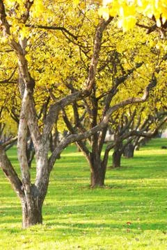 Autumn forest Stock Photos