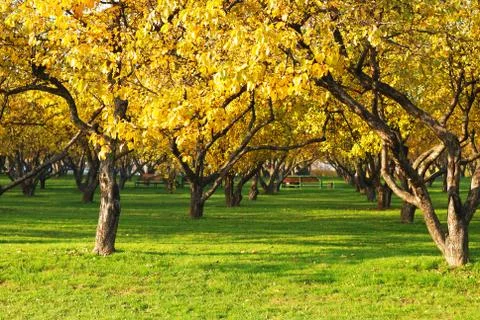 Autumn forest Stock Photos