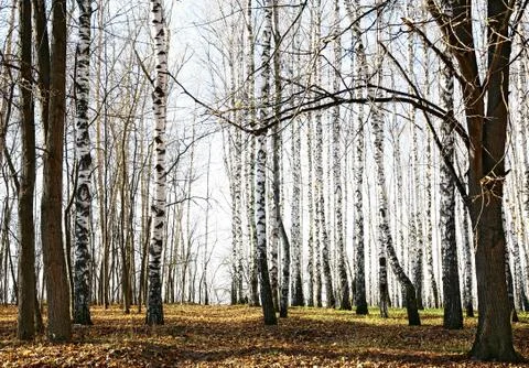 Autumn forest Stock Photos