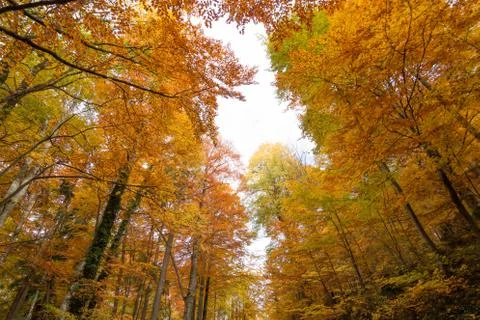 Autumn forest Stock Photos