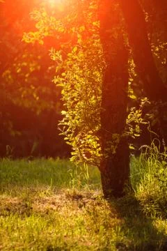 Autumn forest Stock Photos