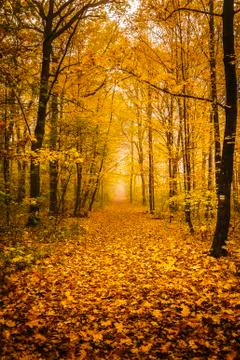 Autumn forest Foto stock