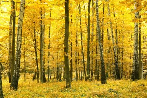 Autumn forest Stock Photos
