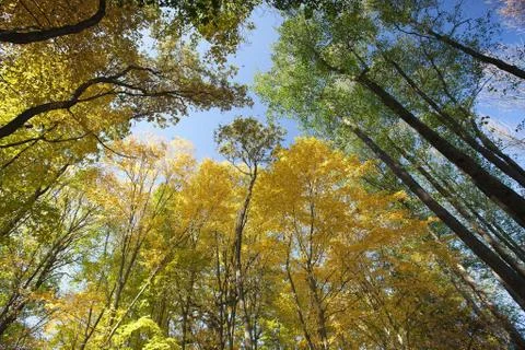 Autumn forest 库存照片