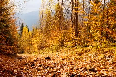 Autumn forest Stock Photos