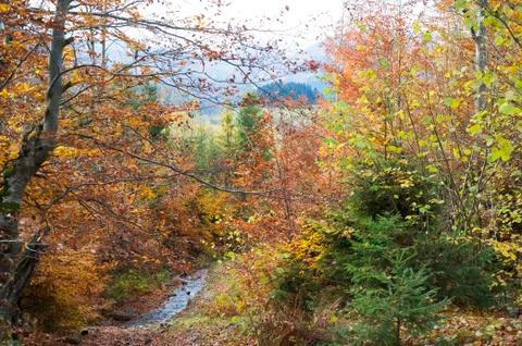 Autumn forest Stock Photos