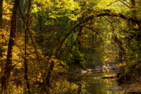 Autumn forest Stock Photos