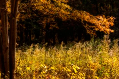 Autumn forest Stock Photos