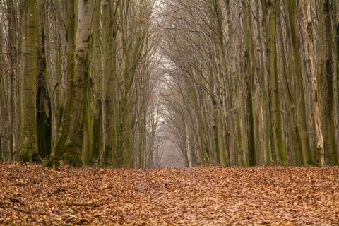 Autumn forest Stock Photos