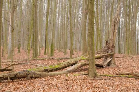 Autumn forest Stock Photos