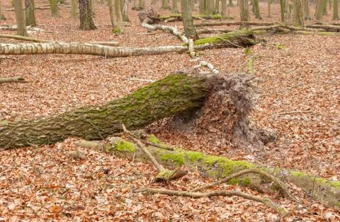 Autumn forest Stock Photos
