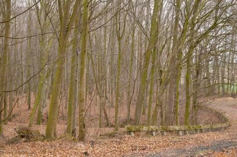 Autumn forest Stock Photos