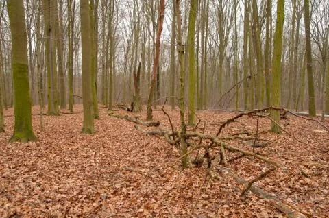 Autumn forest Stock Photos