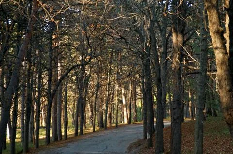 Autumn Forest Stock Photos