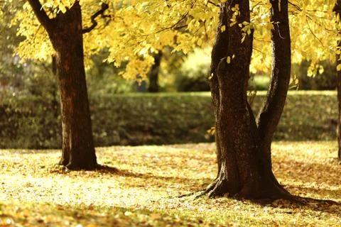 Autumn forest Stock Photos