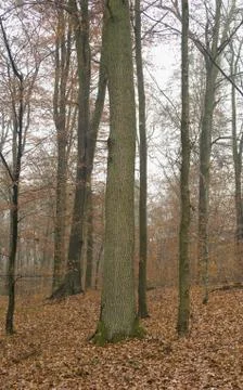Autumn forest Stock Photos