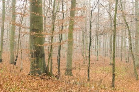 Autumn forest Stock Photos