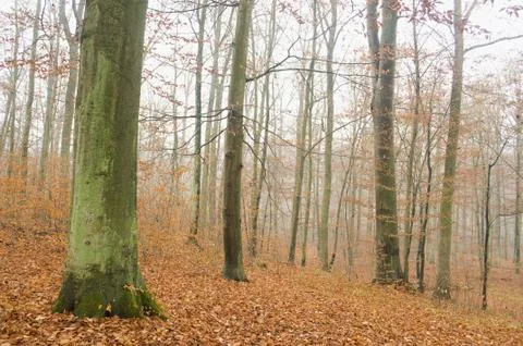 Autumn forest Stock Photos