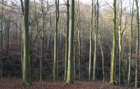 Autumn forest Stock Photos