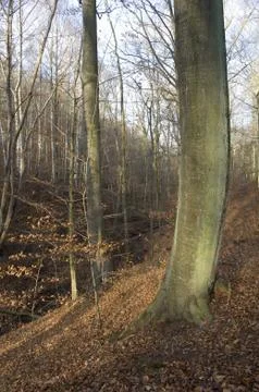 Autumn forest Stock Photos