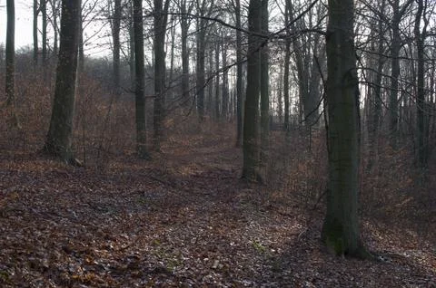 Autumn forest Stock Photos