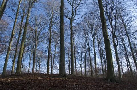 Autumn forest Stock Photos