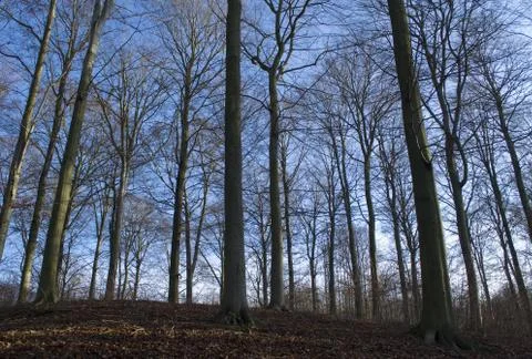 Autumn forest Stock Photos