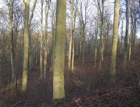 Autumn forest Stock Photos