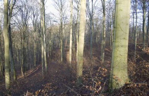 Autumn forest Stock Photos