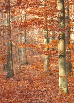 Autumn forest Stock Photos