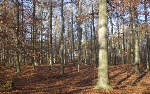Autumn forest Foto stock