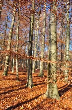 Autumn forest Foto stock