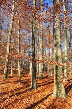 Autumn forest Stock Photos