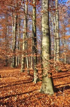 Autumn forest Stock Photos