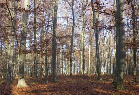 Autumn forest Stock Photos