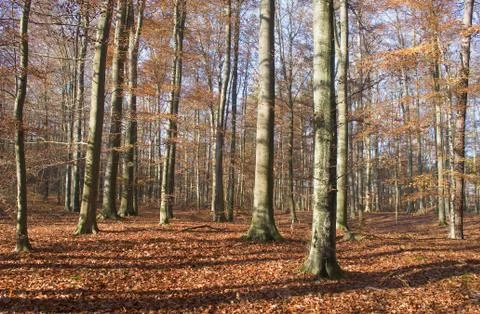 Autumn forest Stock Photos