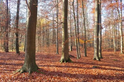 Autumn forest Stock Photos