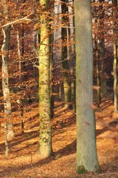 Autumn forest Stock Photos
