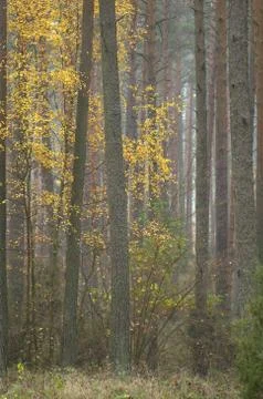 Autumn forest Stock Photos