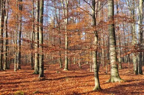 Autumn forest Stock Photos