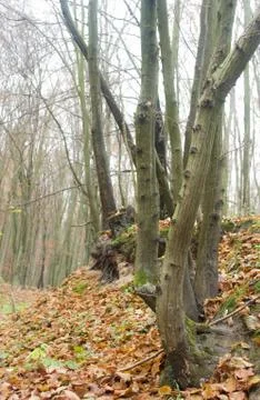 Autumn forest Stock Photos