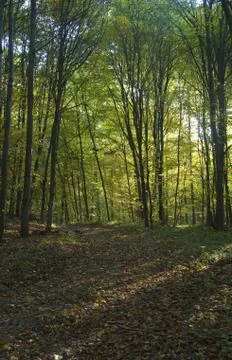 Autumn forest Foto stock